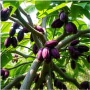 Cocoa Cate 07 (180x180)