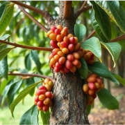 Coffee Cate 02 (180x180)