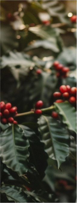 Green Back (254x670)